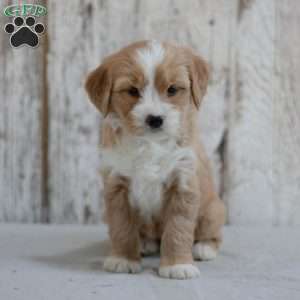 Faline, Mini Bernedoodle Puppy